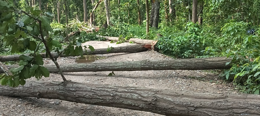 महाेत्तरीमा पूर्व–पश्चिम राजमार्ग विस्तार गर्न ६ हजार रुख काटिने